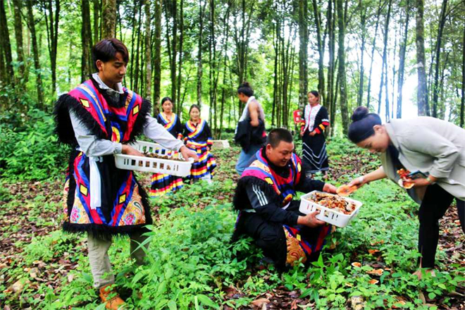 西藏林芝：菌菇喜获大丰收 珞巴风情再添味