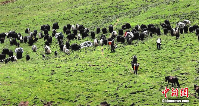 祁连山青海侧：牛羊翻山越岭进入“迁徙季”