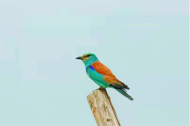 青海省记录到新鸟种与稀有罕见鸟种16种