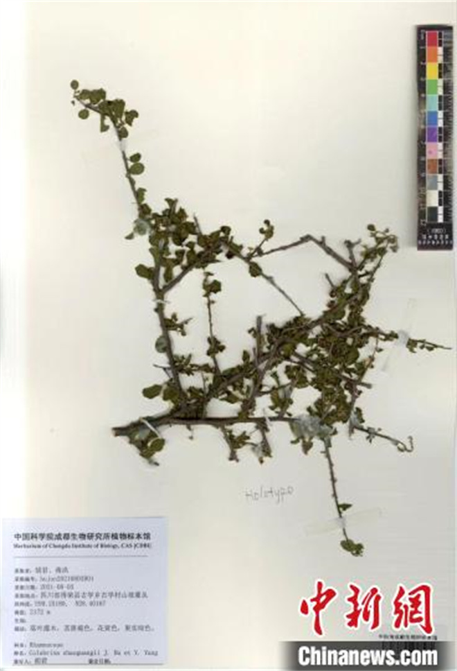 中国科研人员在横断山区发现植物新种旱谷蛇藤