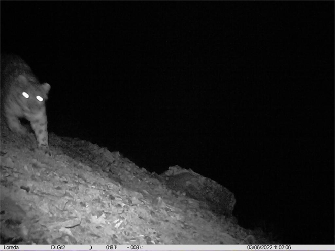 甘肃阿夏自然保护区首次监测到雪豹“亮相”
