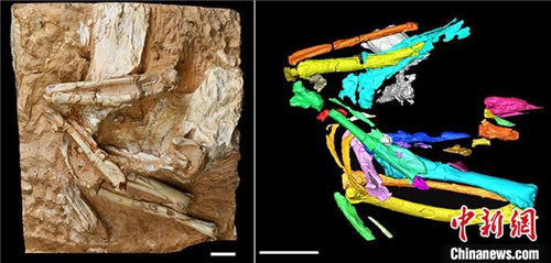 亚洲最古老沙鸡化石揭示600万年前青藏高原生态.jpg