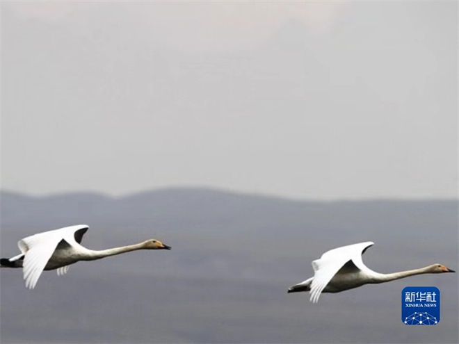 青海湖秋季迁徙水鸟数量超23万只  创新高