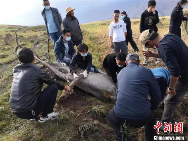 祁连山公园青海片区：救助国家二级动物马鹿