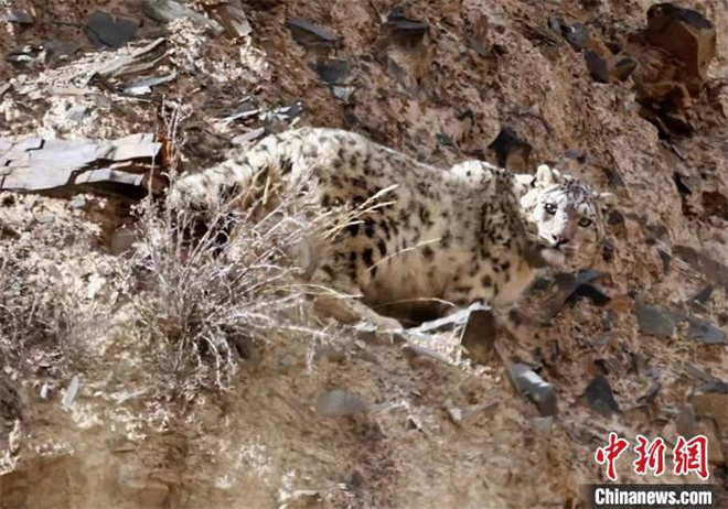 祁连山公园雪豹适宜栖息地达2万余平方公里