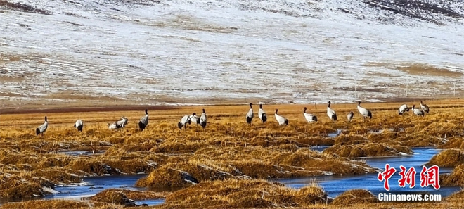青海隆宝滩黑颈鹤集群迁徙 开启年度旅程