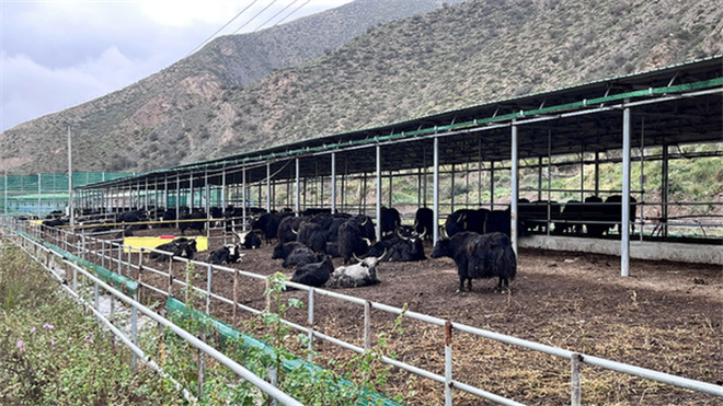 甘肃甘南州：绿色“加减法”推动牦牛产业转型