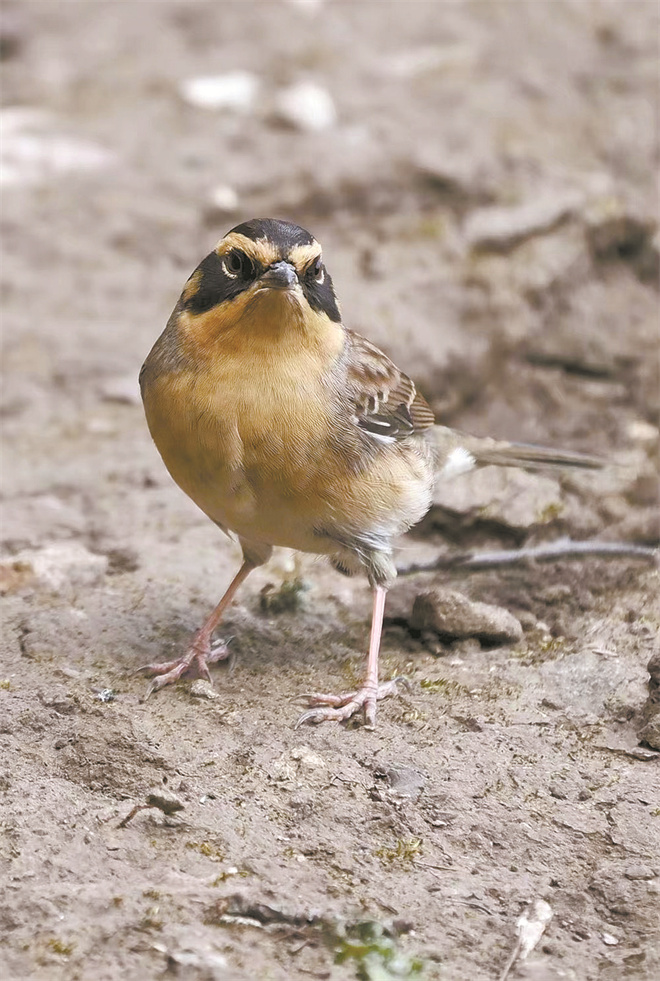 祁连山公园青海区首次发现2种园区鸟类新记录