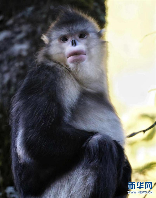 在香格里拉滇金丝猴国家公园邂逅“雪山精灵”