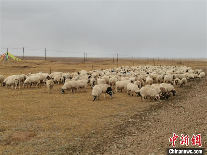 黄河源头玛多生态畜牧业助牧民收入逐步提高