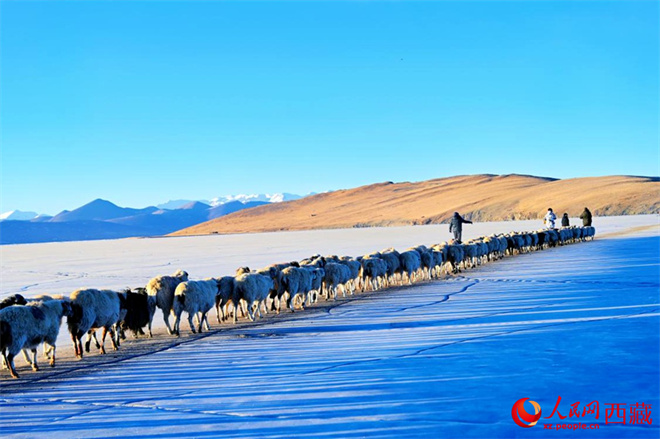 当转场羊群遇上“蓝冰” 雪域高原上演冬季大片