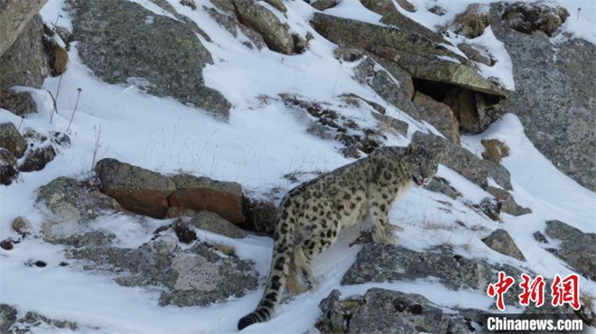 青海年保玉则首次拍摄到两只成年雪豹清晰影像