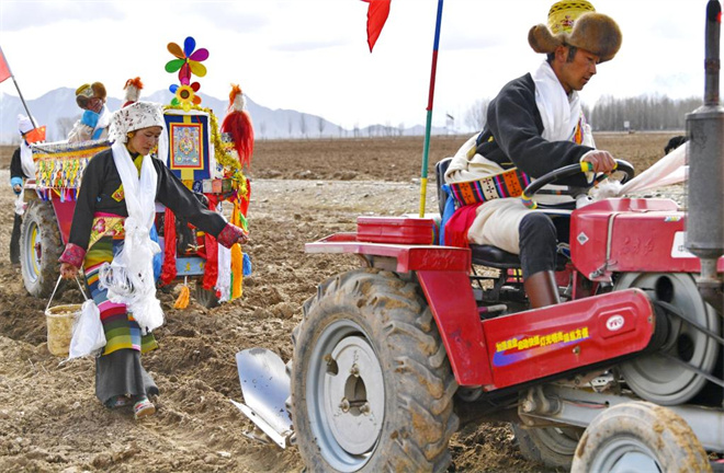 2023年西藏计划落实青稞播种面积220万亩