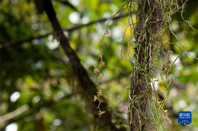 西藏新发现兰科植物一新记录种墨脱异型兰