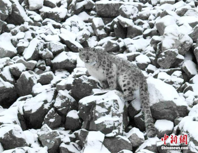 祁连山国家公园雪豹卫星跟踪项目取得成功