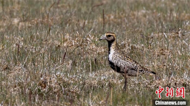 柴达木盆地可鲁克湖鸟类监测首次发现新物种
