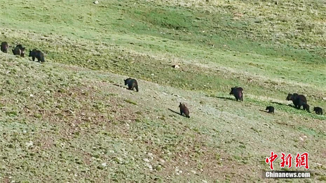 青海省玛多县民众拍摄到11只棕熊同框画面