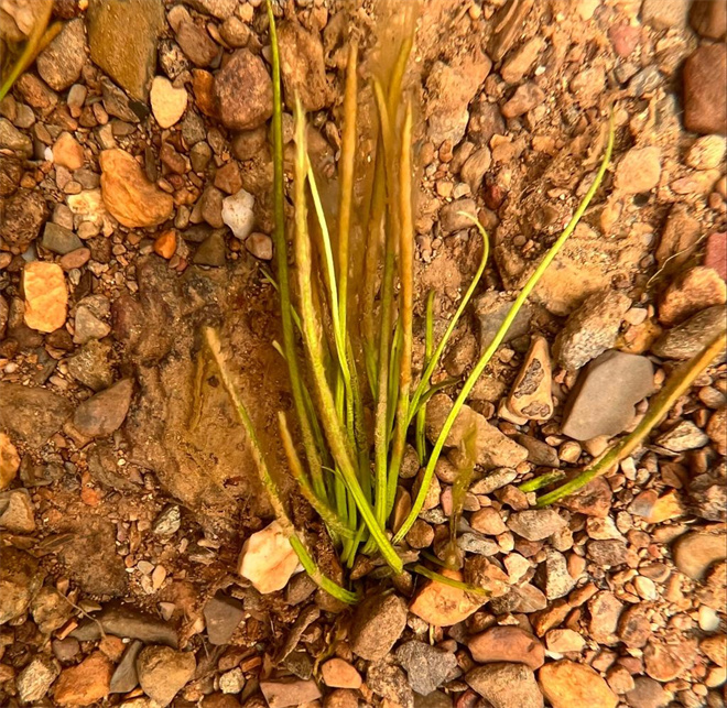 一级重点保护野生植物高寒水韭再现香格里拉