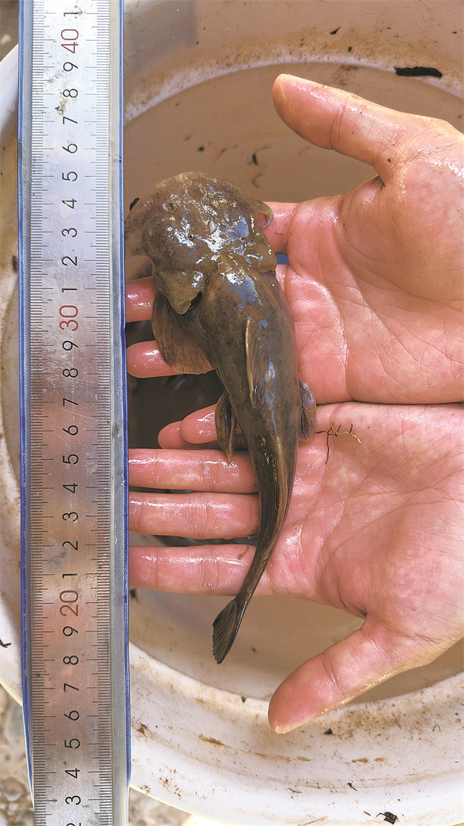 青海特有珍稀鱼类“细尾鮡”40多年后重现澜沧江