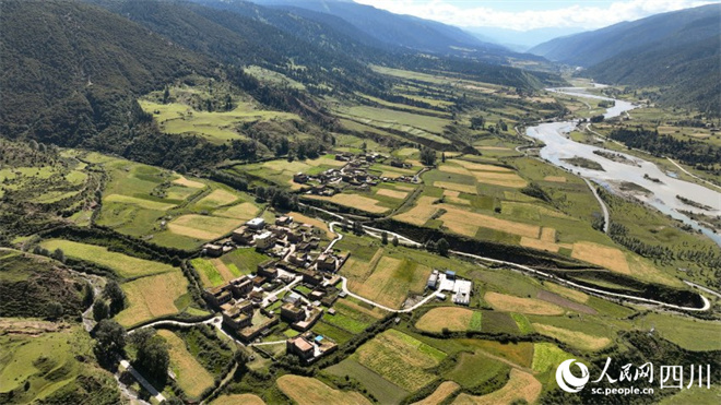 四川省甘孜州理塘县：高原青稞“丰”景美