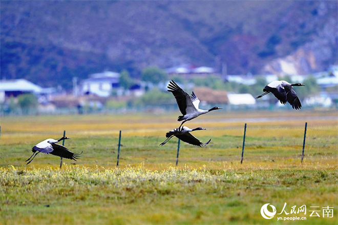 云南纳帕海湿地迎今年第一批越冬黑颈鹤