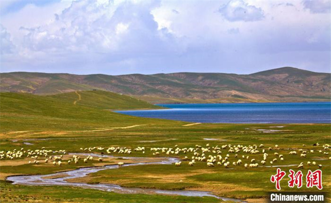 黄河源头“玛多藏羊”、牦牛养殖获国家认证