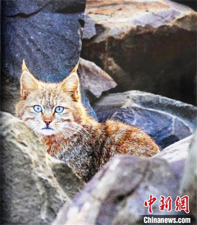 四川达古冰川首次发现国家一级保护动物荒漠猫