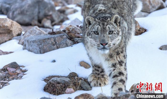祁连山国家公园青海片区雪豹种群数量为251只