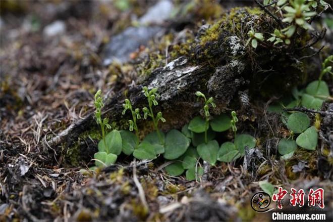 滇西北和西藏墨脱发现多个兰科植物新种
