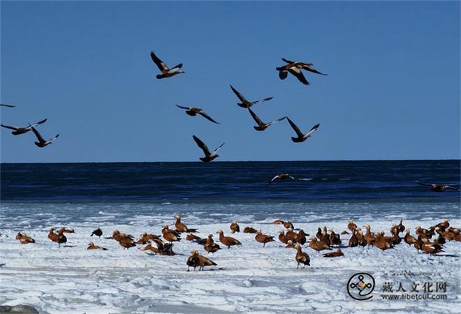 青海湖冬季越冬野生动物疫源疫病监测任务启动