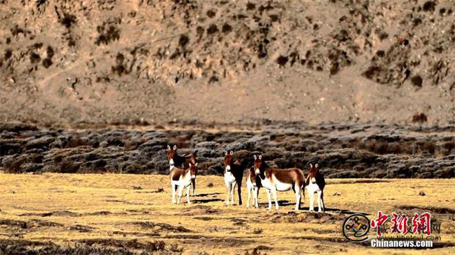 祁连山国家公园青海区：藏野驴种群频繁“出镜”