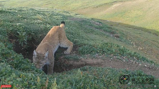 三江源地区科学研究将猛兽重新带回公众视野