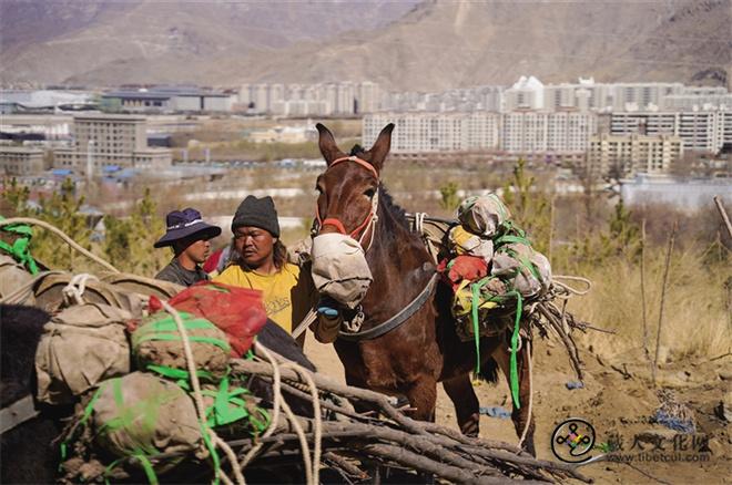 西藏拉萨市2024年南北山绿化工程正式开工