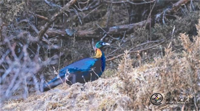四川甘孜州首次拍到成群一级保护动物绿尾虹雉