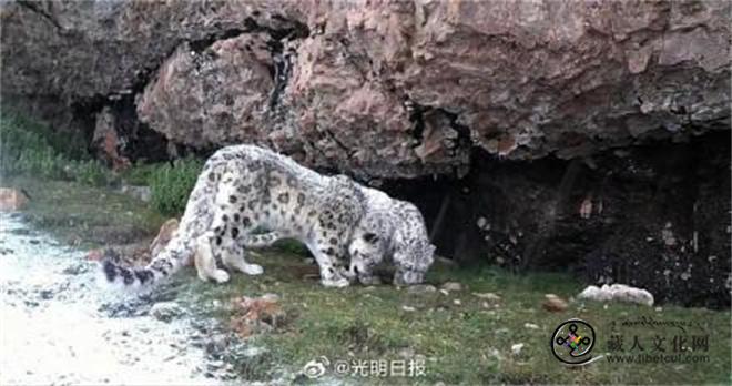 西藏自治区那曲市聂荣县首次监测到雪豹活动