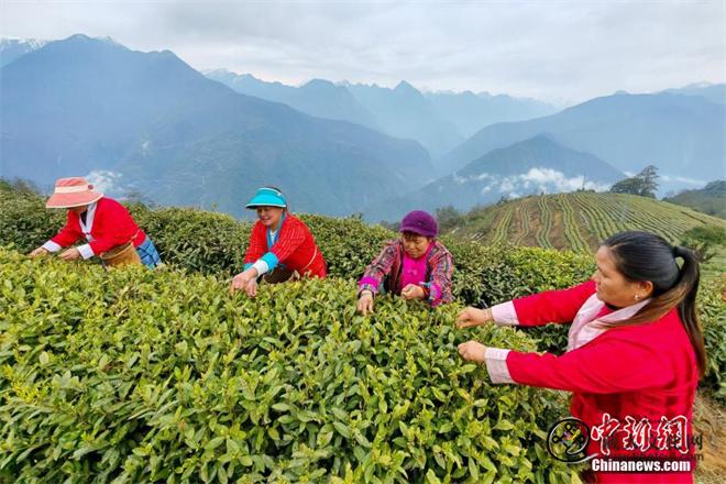 致富“金叶子” 西藏墨脱春茶茶青进入采摘旺季