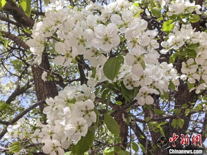 青海贵德以“花”为媒 开启高原“赏春之旅”