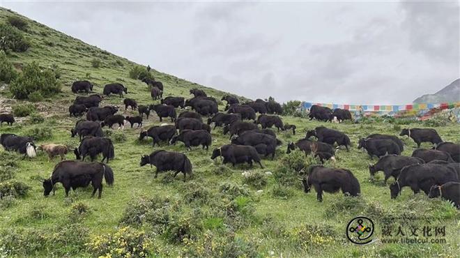 科技创新为西藏牦牛产业带来勃勃生机和潜力