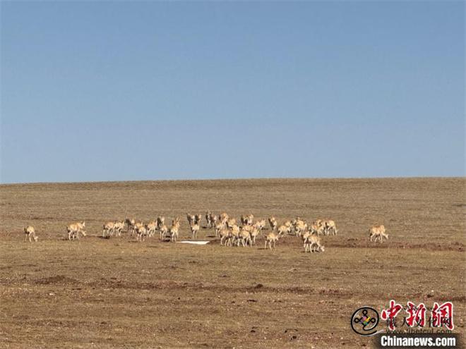 可可西里藏羚羊开启2024年度迁徙产仔季