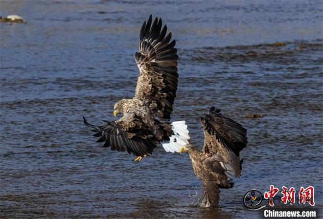 青海开展猛禽白尾海雕、高山兀鹫的迁徙调查
