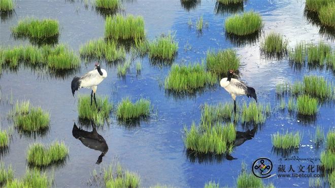 四川若尔盖湿地：黑颈鹤进入繁育高峰期