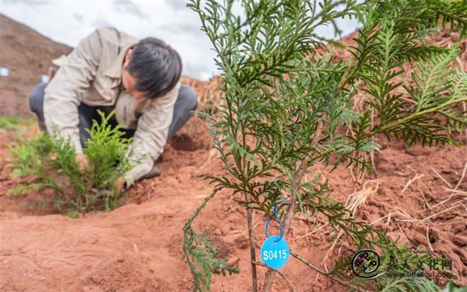 “植物大熊猫”崖柏在西藏昌都完成异地适应栽培