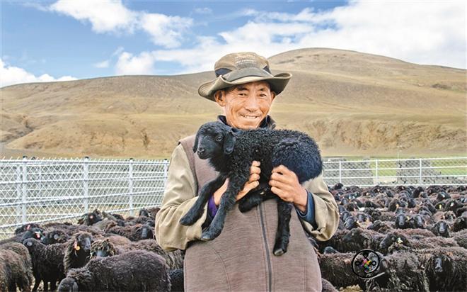 西藏日喀则市岗巴县：高原“黑珍珠”点亮致富路