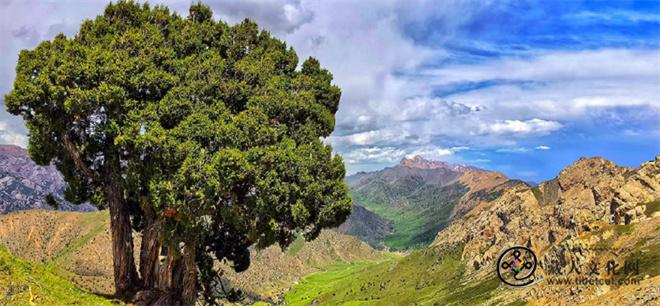 青海德令哈柏树山地区发现916岁“树王”