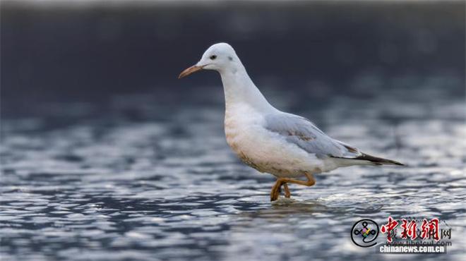 云南纳帕海新记录到2种鸟类 总数增至268种