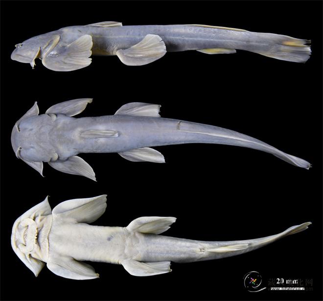 西藏发现鱼类新物种 相关研究成果已发表