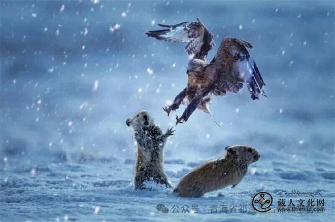 青海摄影师在国际摄影赛事中独揽3枚金牌