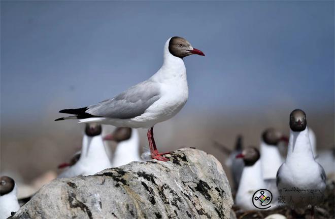 唐代西域藏文文书中所谓phod kar“吐火罗”考