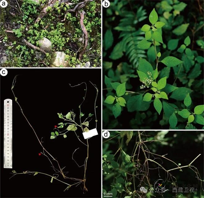 科研人员在西藏墨脱县发现三种植物新物种