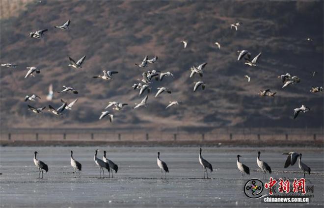 香格里拉纳帕海鸟类达271种 成度夏越冬乐园
